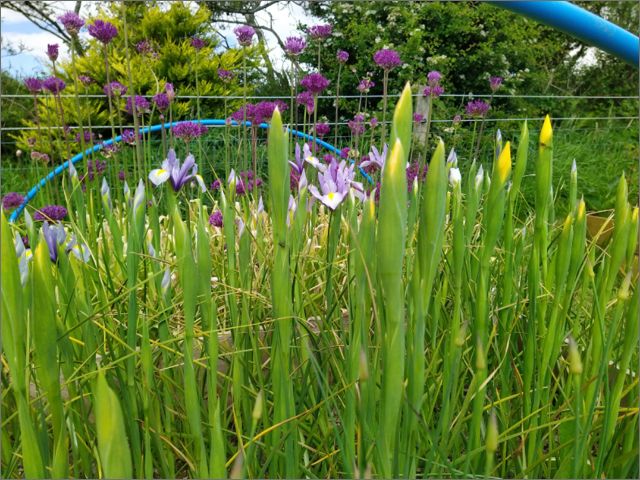 Iris Galore