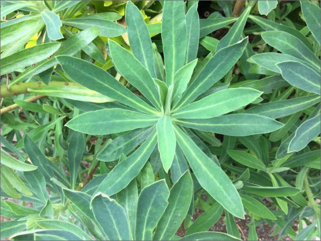 Euphorbia Fulgens